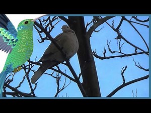 Turtle Dove - Nature Sounds – Birds Singing - Do Nothing –Just Relax