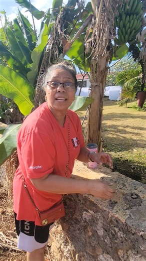 22K views · 188 reactions | First fruit of my lil mango tree... | Okilika Fakaosiula | Facebook