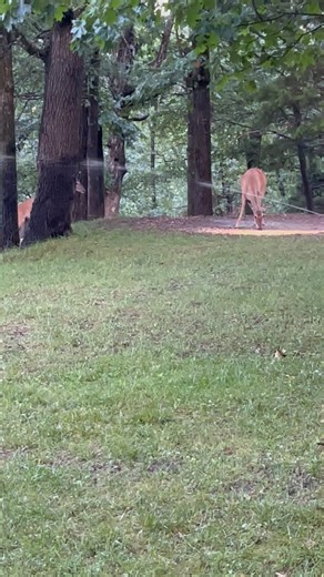 5.3K views · 260 reactions | Breakfast and a bath all in one  #trails #hiking #Cats #Dogs #HikingWithCats #ASMR #Animals #GoldenRetriever #HikingWithDogs #deer #Nature #thedodo #funny #fyp #foryou #friends#asmrsounds #asmrfood #fyp | Brown Hiking Trails | Facebook