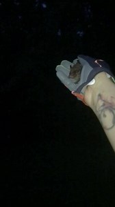 And just like that, 6 more big brown bats are flying free. Be safe batties 😘🦇 | Pennsylvania Bat Conservation and Rehabilitation