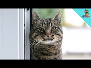 DAS denkt deine Katze, wenn du das Haus verlässt! (Erstaunlich)