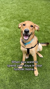 While some dogs find their way to their forever family, many are left wondering when their turn might be. 🥺 Please share so we can find shelter dogs the loving homes they so deserve. | Adopt a Pet