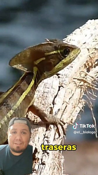 Tenguereche 🦎 #biology #bio #ciencia #cienciadivertida #viral #tierra #animals #goodvibes #foryou #fypシ #fyp #goodthing #parati #