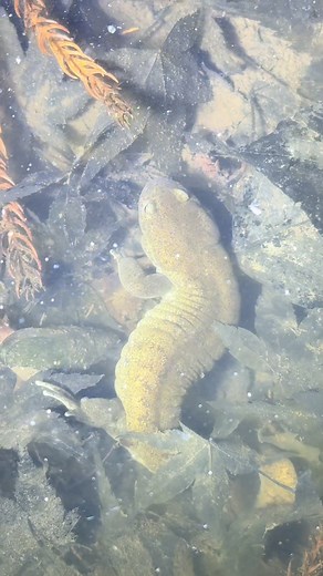 池に天然記念物が🦎 #天然記念物 #オオイタサンショウウオ #salamander #大分県