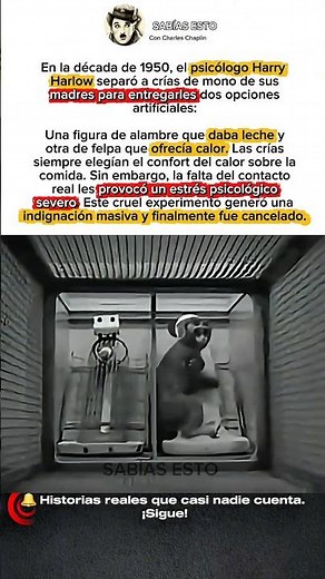 EL EXPERIMENTO MÁS CRUEL DE LA PSICOLOGÍA 🐒💔