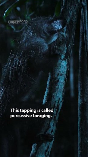 Meet the aye-aye, one of nature's extraordinary problem-solvers 👀 #Underdogs