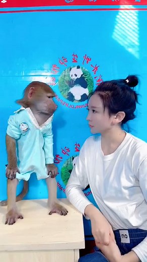 167_Monkey are smart #monkey | 70.9M