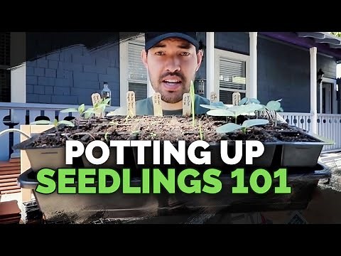 Potting Up Seedlings 101: Easy Seed Starting Tip!