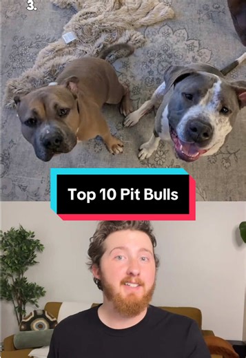 Top 10 Pit Bulls You Need to See!