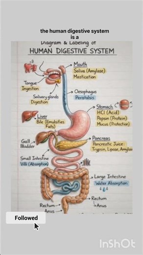 Human Digestive System Diagram Drawing | Step by Step Guide for Students