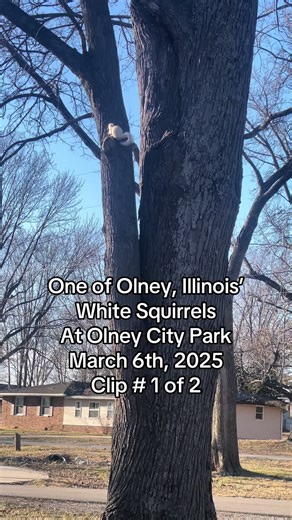 White Squirrel Sightings at Olney City Park