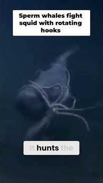 Colossal Squid's Brutal Defense Mechanism Against Whales