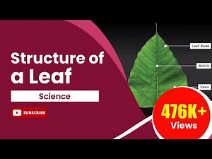 Structure of a Leaf Video Lecture | Science Olympiad Class 4