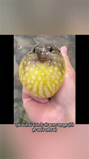 Amazing Skills Of Blowfish #facts