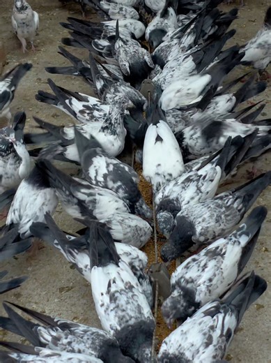 Breeding Squad 2026: The Rise of Teddy Pigeons