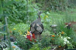 Wild Turkey Wanders Through Princeton