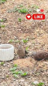 El mejor tip para ayudar a los pajaritos en esta temporada de calor🐦🐦‍⬛❤️ #pajaritos #calor