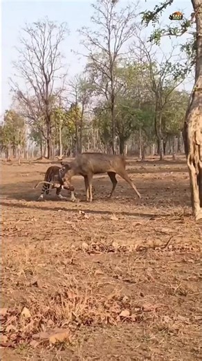 Naver Miss This scene. Tiger Hunt Deer.#shorts #tiger #deer #viralvideo #wildlife #funny