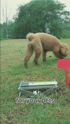 How to get rid of moles without ruining your yard with poison？#moletrap #gardenhacks #pestcontrol