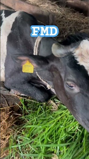 Weak Cow Post FMD Treatment | Recovery Care #Shorts
