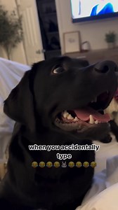 4.4K views · 54 reactions | Did someone type?!  : @theblacklabrador_poppy | Desert Labrador Retriever Rescue | Facebook