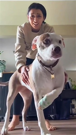 34K views · 2.2K reactions | Funny and cute dogs compilation 藍 | Cuteyfunny | Facebook