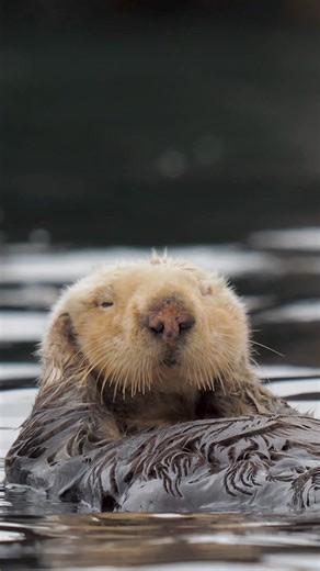 Animals always make time to relax. Spa World is here to help humans do the same. Because relaxing is in our nature too. | Spa World