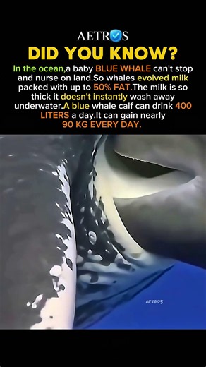 Blue Whale Milk Contains Up to 50% Fat #history #facts