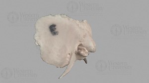 300009 Human Temporal Bone - Left - 3D model by WesternU3D