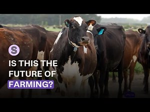 Here's what happened when cows were allowed to choose their own food | Stuff.co.nz