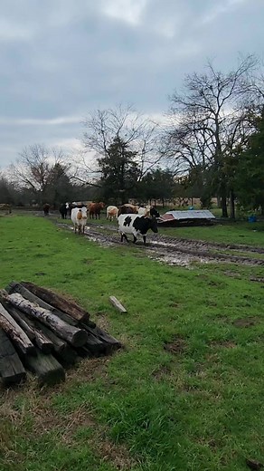 Cow business. 😀 | Robert D. Dunn