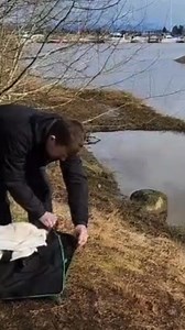 Whoopsies! American Coots are known to be awkward, clumsy fliers when they occasionally take flight. This one flew into some bushes before realizing the water was beside them. The American Coot was admitted into care after accidentally landing on a small balcony and was unable to take off. After receiving the best care available at the Wildlife Hospital to heal small foot sores they are back out into the wild! Happy #FreedomFriday | Wildlife Rescue Association of BC