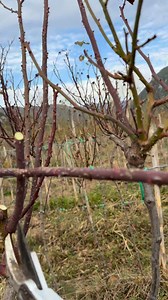 99K views · 663 reactions | Roses pruning | Garden Roses Tahiri | Facebook