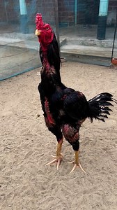 69K views · 3.3K reactions | Bad luck #Bangladesh #fb #foryouシ #Super #rolex | Java Aseel | Facebook