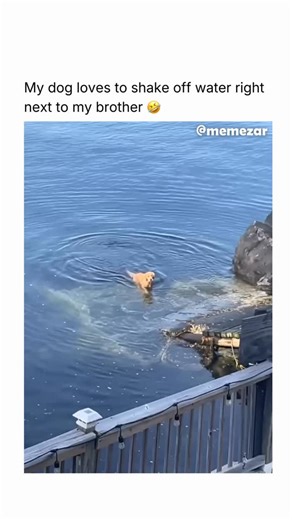 MEMEZAR • MEMES & MEME-CULTURE on Instagram: "Oh so it’s premeditated? Like this content? Follow us for more @memezar ❤️ While dogs don’t possess the complex “theory of mind” required to plan elaborate, multi-step pranks for a laugh, they frequently engage in deceptive play that mimics human prank behavior. This most often manifests as “keep-away” games, where a dog will nudge a toy toward an owner only to snatch it away at the last second. This behavior shows they understand human expectations 