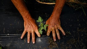 The Iowa story behind an 'incredible' tomato