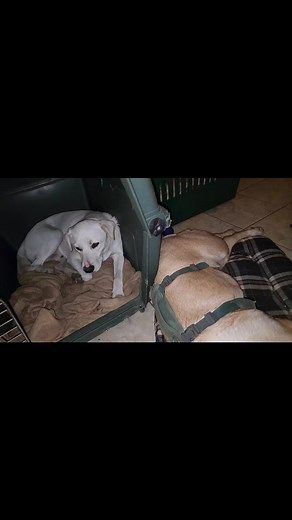 2.9K views · 264 reactions | Good night dogs! Let's see your sleeping pup! #emotionalrescuedogs #sleep #doglover | Emotional Rescue LLC | Facebook