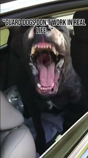 Guard Dogs Don’t Work in Real Life… Right?? #shorts