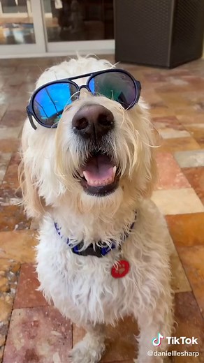 Every day’s a pool day 🐾 #petvlog #fyp #dogsoftiktok