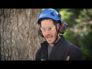 How to Perform a Pre-Climb Tree Inspection