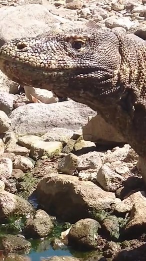 10K views · 49 reactions | black dragon eyes#komodo #komododragon...