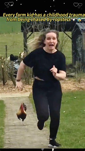 Every farm kid has a childhood trauma from being chased by roosters 🐓😰and you#fail #fyp #trauma