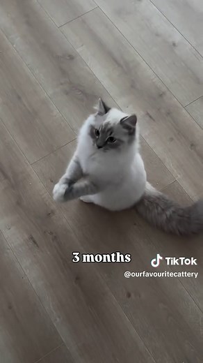 Fluffy, majestic, and full of personality ✨🐾 Siberian cats aren’t just beautiful—they’re incredibly affectionate. Known for their dog-like loyalty, they follow you from room to room and bond deeply with their families. If you love cuddles, this is your breed! #siberiancats #catbreeder #fluffycats #cattok #siberiankitten