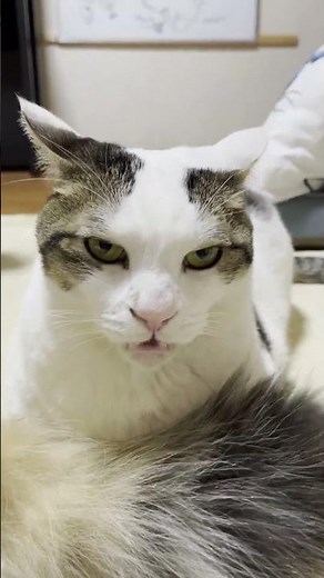 Hideyoshi smelled so bad that my cat looked like a thug.