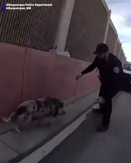 Police officers chase a wild pig around the highway after it wanders into traffic