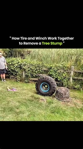 explains_.everything on Instagram: "A tire and winch work together to remove a tree stump efficiently. The tire is placed over the stump to create a stable base. A winch cable or chain is then attached to the stump and pulled with steady tension. The tire distributes the pulling force evenly, providing leverage and loosening the roots. Repeated tension gradually lifts the stump from the ground. This method is cost-effective, avoids chemicals, and uses simple mechanical principles. . . via : @har