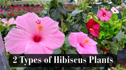 31K views · 378 reactions | Did you know there are two types of Hibiscus plants? Let’s talk about it. #smithsgardentown #hibiscus #hardyhibiscus #tropicalplants #gardening #landscapingdesign | Smith's Gardentown | Facebook