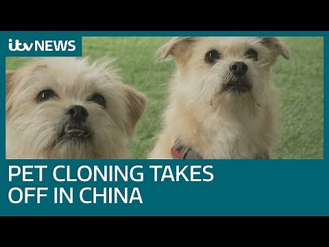 Pet cloning industry expanding in China despite ethical concerns | ITV News