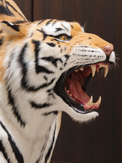 “We live in an ecosystem where the strong prey on the weak,” says Tian Longyu. His sculpture depicts a surreal hybrid of an elephant covered in tiger-patterned fur, with a tiger’s head emerging from its rear. Made from metal, fiberglass, and fur collected from pet salons over two years, the work explores themes of greed and power. Inspired by the proverb “The human heart is never satisfied, like a snake swallowing an elephant,” Tian replaces the snake with a tiger to suggest that even the strong