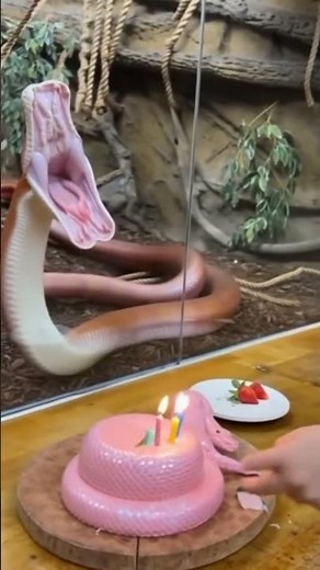 The Zookeeper’s Cake Cut Triggered a Wild Python Reaction #shorts